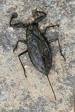 Wasserskorpion