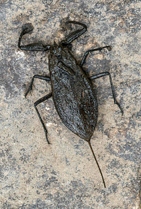 Wasserskorpion