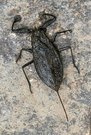 Wasserskorpion