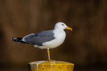 Mittelmeermöwe