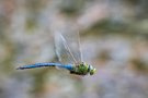 Königslibelle Flugstudie