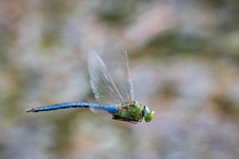 Königslibelle Flugstudie