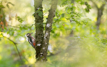 Waldbewohner