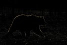 Braunbär