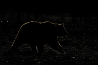 Braunbär