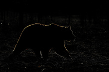 Braunbär