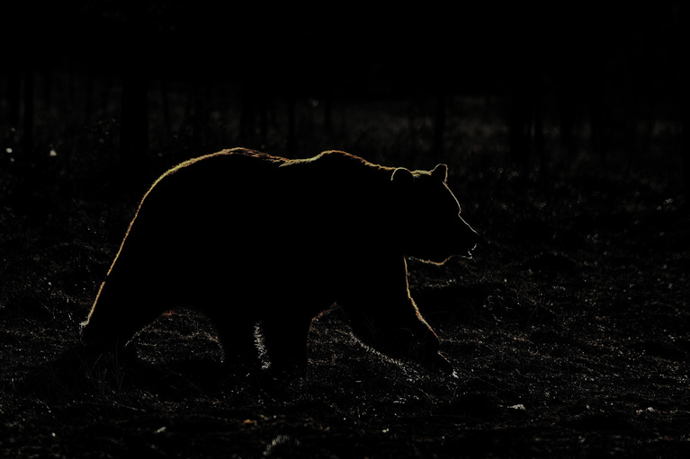 Braunbär