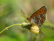 Wegerich-Scheckenfalter (Melitaea cinxia)