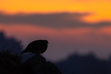 Alpenschneehuhn für die Seele