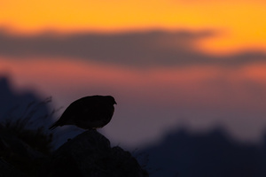 Alpenschneehuhn für die Seele
