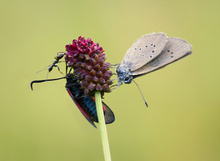 Gedränge an einer Wiesenknopf-Blüte
