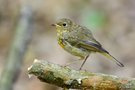 junges Rotkehlchen im Wald