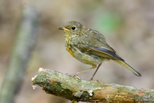 junges Rotkehlchen im Wald