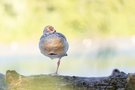 Nilgans mit Wasserrelfexionen