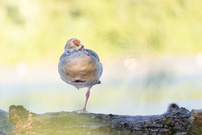 Nilgans mit Wasserrelfexionen