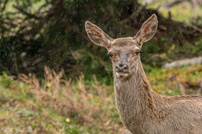 Im Regen