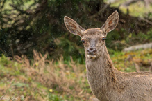 Im Regen