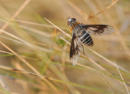 Exoprosopa rivularis