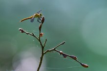 Blutrote Heidelibelle