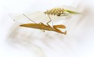 Mantis