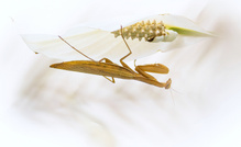 Mantis