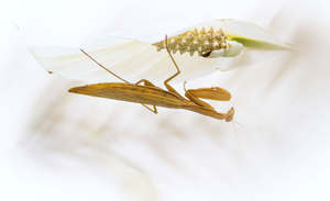Mantis