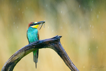 Let it Rain