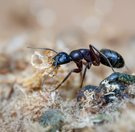 Schwarzkopf-Rossameise (Camponotus herculeanus)