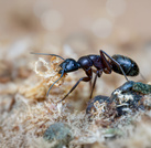 Schwarzkopf-Rossameise (Camponotus herculeanus)