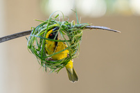 Mauritius: Dorfweber