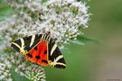 Schmetterling des Jahres 2025