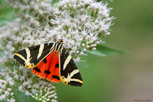 Schmetterling des Jahres 2025