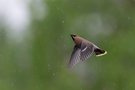 Insektenjagd im Regen