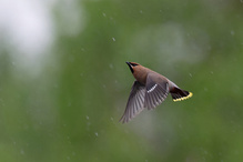 Insektenjagd im Regen