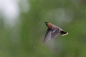 Insektenjagd im Regen