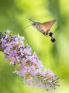 Wie ein Kolibri