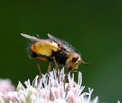 Igelfliege am Dost