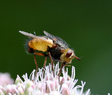 Igelfliege am Dost