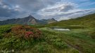 Alpenrosen am stillen Bergsee