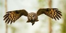 Wildlife Sweden!
