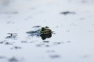 Moorfrosch