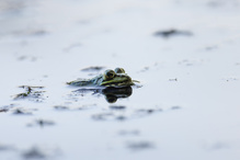 Wasserfrosch