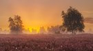 Morgenrot