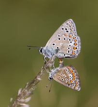 Hauhechelbläuling bei der Paarung
