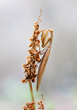 Mantis religiosa,  Ton in Ton...