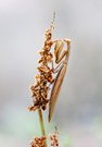 Mantis religiosa