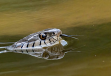 Wasserjagd