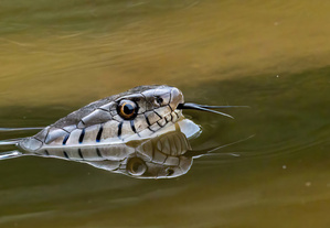 Wasserjagd