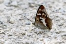 Grosser Schillerfalter