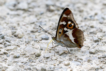 Grosser Schillerfalter